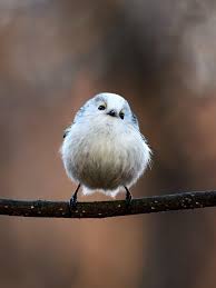 Attēlu rezultāti vaicājumam “Aegithalos caudatus”