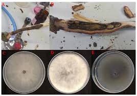 Attēlu rezultāti vaicājumam “Diderma subviridifuscum var. macrospora*”
