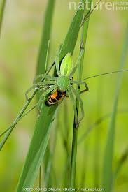 Attēlu rezultāti vaicājumam “Micrommata virescens”