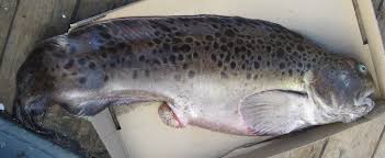 Image result for Anarhichas denticulatus