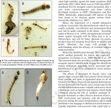 Attēlu rezultāti vaicājumam “Culex pipiens larva”