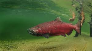 Image result for Oncorhynchus tshawytscha