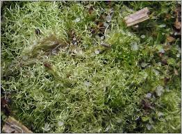 Attēlu rezultāti vaicājumam “Campylopus pyriformis”