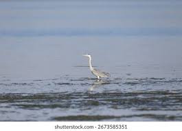 Attēlu rezultāti vaicājumam “Ardea cinerea adult”