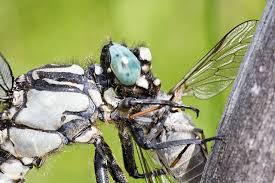 Attēlu rezultāti vaicājumam “Gomphus vulgatissimus”