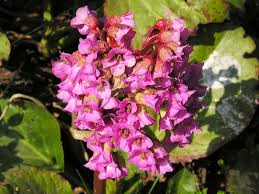 Image result for Bergenie