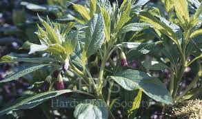 Attēlu rezultāti vaicājumam “Scopolia carniolica flower”