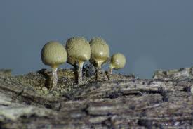 Attēlu rezultāti vaicājumam “Hemitrichia decipiens var. hemitrichoides”