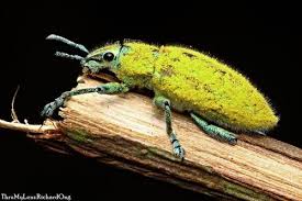 Image result for Coleoptera Curculionoidea