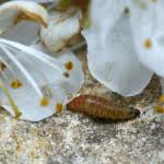 Attēlu rezultāti vaicājumam “Argyresthia albistria”