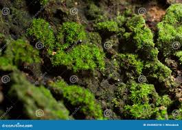 Attēlu rezultāti vaicājumam “Schistostega pennata”