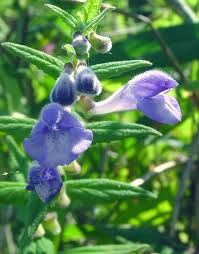 Attēlu rezultāti vaicājumam “Scutellaria galericulata leaf”