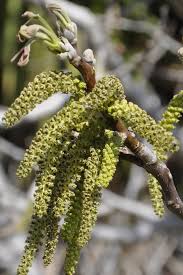 Attēlu rezultāti vaicājumam “Juglans x sinensis”