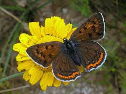 Attēlu rezultāti vaicājumam “Lycaena alciphron female”