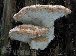 Attēlu rezultāti vaicājumam “Postia guttulata”