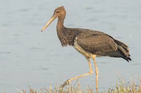 Attēlu rezultāti vaicājumam “Ciconia nigra adult”