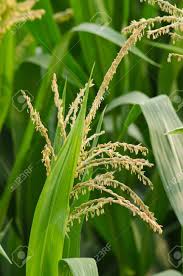 Attēlu rezultāti vaicājumam “Zea mays male flower”