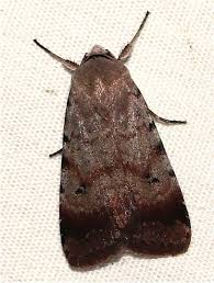 Attēlu rezultāti vaicājumam “Apotomis betuletana”