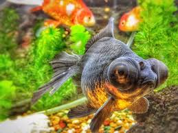 Image result for 出目金