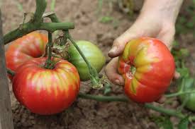 Afbeeldingsresultaat voor crnkovic yugoslavian tomato