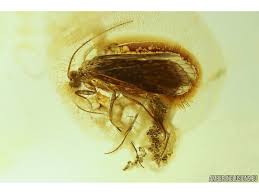 Attēlu rezultāti vaicājumam “Trichoptera egg mass”