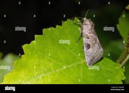 Attēlu rezultāti vaicājumam “Eucarta virgo”