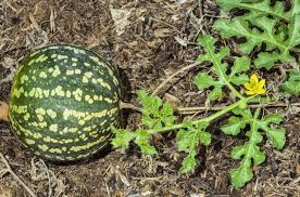 Attēlu rezultāti vaicājumam “Citrullus lanatus”