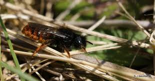 Attēlu rezultāti vaicājumam “Osmia bicolor”