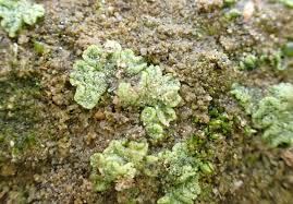 Attēlu rezultāti vaicājumam “Riccia cavernosa”