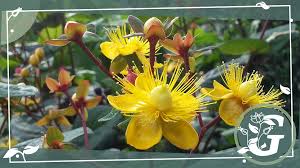 Image result for Johanniskraut