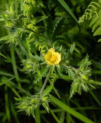 Image result for Potentilla recta