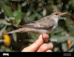 Image result for Hippolais olivetorum