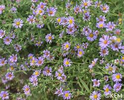 Image result for Aster