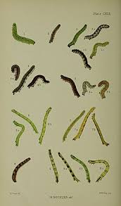 Attēlu rezultāti vaicājumam “Triphosa dubitata”