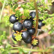 Attēlu rezultāti vaicājumam “Empetrum nigrum”