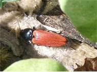 Attēlu rezultāti vaicājumam “Ampedus pomorum”