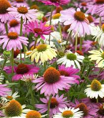 Image result for Echinacea Lustre hybrids