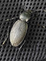 Attēlu rezultāti vaicājumam “Carabus coriaceus”