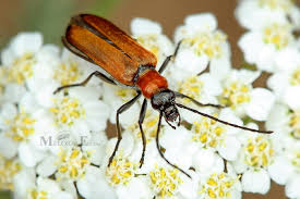 Attēlu rezultāti vaicājumam “Anogcodes melanurus”