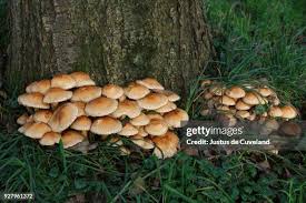 Attēlu rezultāti vaicājumam “Pholiota squarrosa”