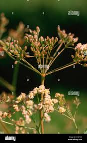 Attēlu rezultāti vaicājumam “Carum carvi flower”