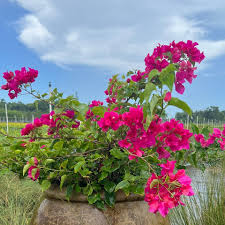 Image result for bougainvillea