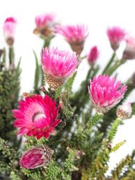 Image result for Strohblume