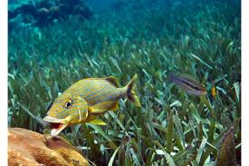 Image result for Haemulon plumierii