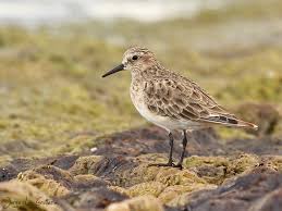 Image result for Calidris bairdii