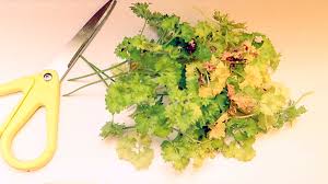 Image result for Petersilie