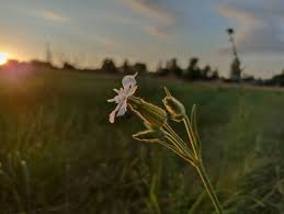 Attēlu rezultāti vaicājumam “Silene latifolia subsp. alba flower”