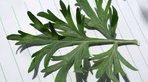 Attēlu rezultāti vaicājumam “Artemisia absinthium leaf”