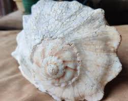 Image result for Sinistrofulgur perversum