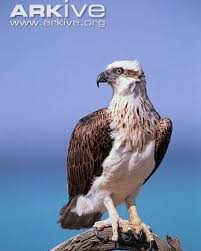 Image result for Pandion haliaetus